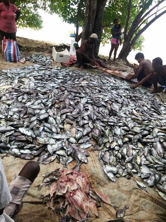 Rabbitfish catch being prepared for salting in                                <a href=