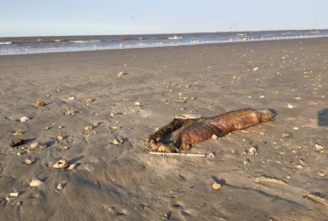 بالصور .. ظهور حيوان مرعب نافق على شاطئ تكساس بعد إعصار 