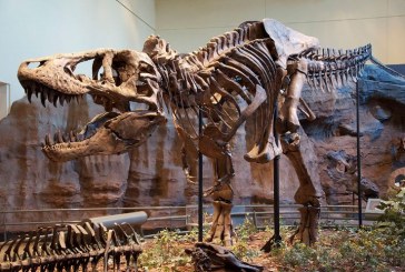 اكتشاف أحافير ثدييات لحيوانات من العصر الجوراسي في شمالي الصين