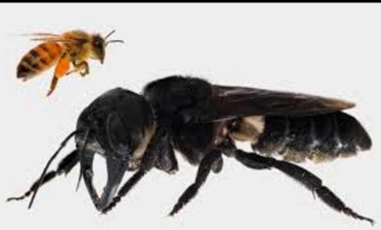 العثور على أكبر نحلة في العالم باندونيسيا