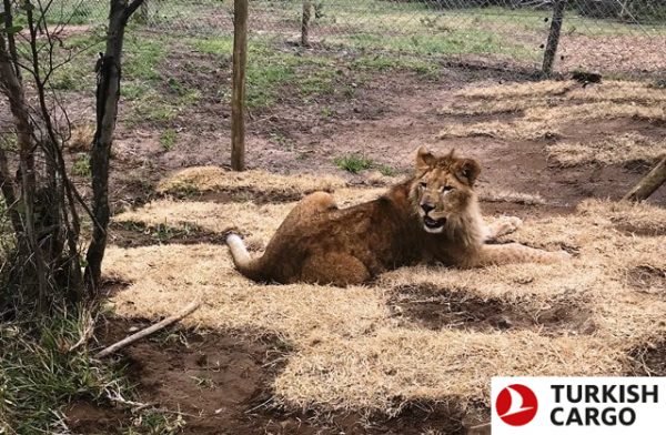 Turkish Cargo brings circus lions back to their natural habitat