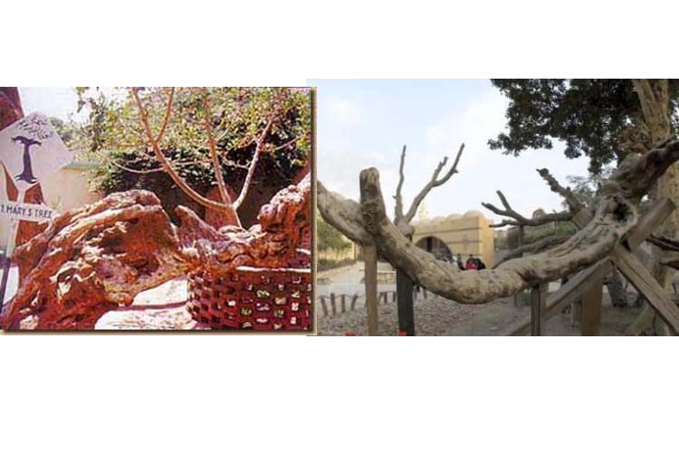 خبير آثار شجرة مريم هى شجرة جميز بحدائق كليوباترا عمرها 2050 عام 