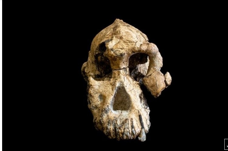 اكتشاف جمجمة مكتملة تقريبا لأحد أسلاف البشر بإثيوبيا