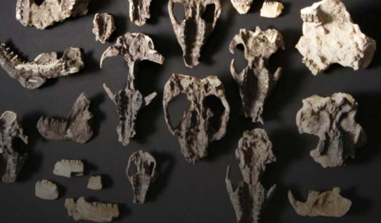 حفريات من عصر ما بعد الديناصورات تظهر تطور الثدييات