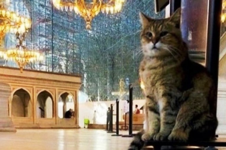 قطة آيا صوفيا الشهيرة.. مامصيرها بعد افتتاح المسجد ؟