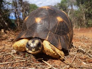 انقاذ سلاحف مدغشقر المهدّدة بالانقراض أثناء فترة جائحة كورونا