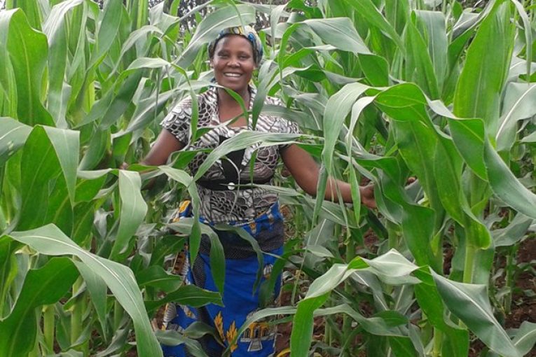 تقوم الوكالة الأميركية للتنمية الدولية ووزارة الزراعة الهندية بمساعدة المزارعين أمثال السيدة مثيرة في مقاطعة ميغوري، بكينيا، على تقوية المحاصيل ضد الجفاف وتحسين المحاصيل. (USAID)