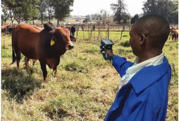 E-Livestock Global fez o lançamento da solução Mastercard baseado na blockchain (cadeia de blocos e dados) com o objetivo de aumentar a visibilidade da indústria bovina no Zimbábue