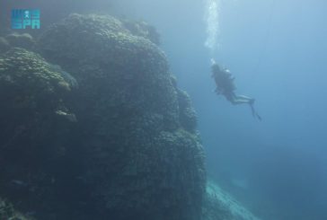اكتشاف مستعمرة شعب مرجانية ضخمة يعزز الوجهة البحرية السياحية السعودية الواعدة