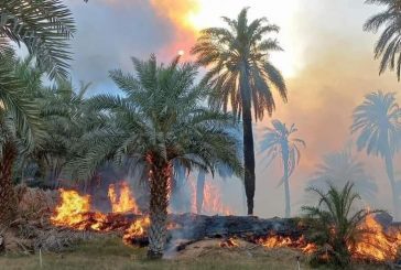 حريق غامض يلتهم 1200 نخلة مثمرة بمنطقة زلة جنوب شرق طرابلس الليبية