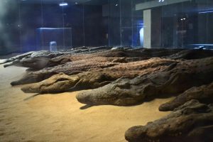 متحف التمساح بأسوان يحتفل بالذكرى 12 على افتتاحه
