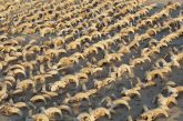 الكشف عن أكثر من 2000 رؤوس الكباش المحنطة تعود للعصر البطلمي في منطقة أبيدوس