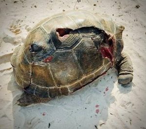 An Environmental Tragedy on Assomption : Seychelles’ Image at Risk