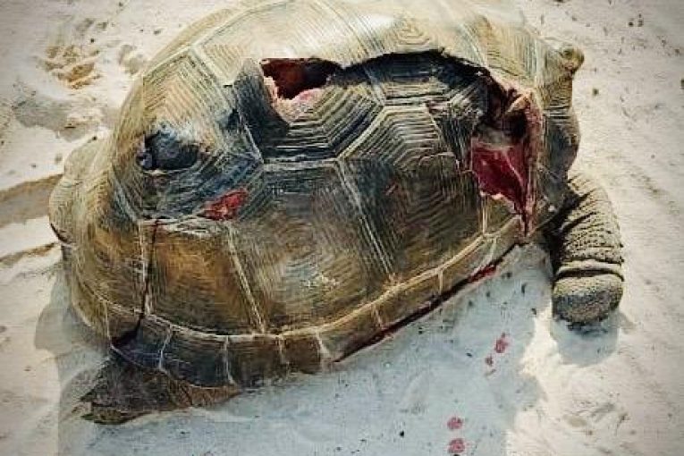 An Environmental Tragedy on Assomption : Seychelles’ Image at Risk